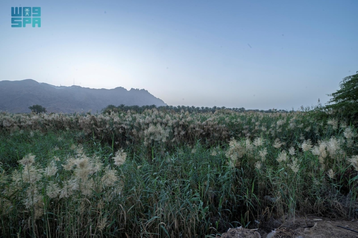 مجمع-الأسيال.-
ملتقى-أودية-مدينة-الرسول