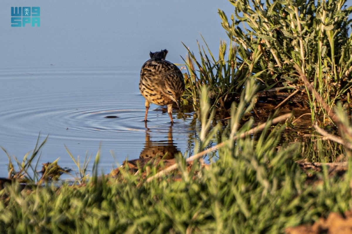 الجشنة-حمراء-الزور.-زائر-رشيق-يزين-براري-المملكة-بتنوعه-اللوني-وسلوكه-الحيوي