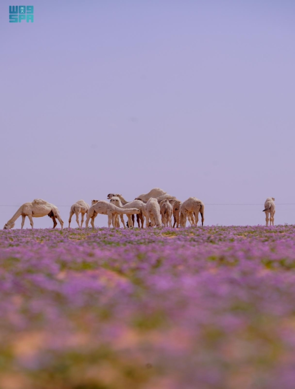 الخزامى-تكسو-جنوب-رفحاء-بوشاح
بنفسجي-وتستقطب-الزوار