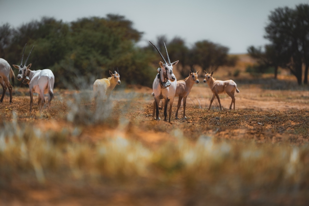 أكثر-من-90-ولادة-للحياة-الفطرية-بمحمية-الإمام-تركي-بن-عبدالله-الملكية-في-الربع-الأول-2026