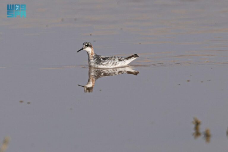 رصد-«مخطاف-أحمر-الرقبة»-في-الحدود-الشمالية
