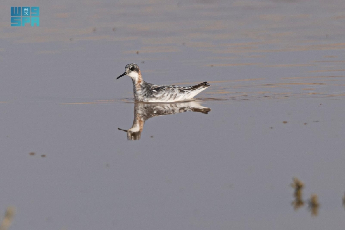رصد-«مخطاف-أحمر-الرقبة»-في-الحدود-الشمالية