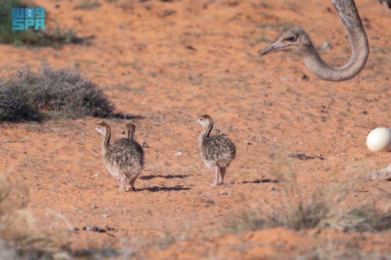 أكثر-من-90-ولادة-لعدد-من-الأنواع-الفطرية-بمحمية-الإمام-تركي-بن-عبدالله-الملكية