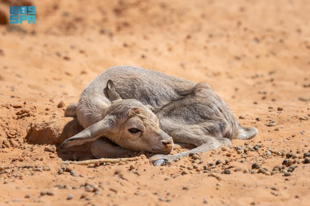 55-مولودا-جديدا-يعزز-الحياة-الفطرية-في-محميتي-الإمام-عبدالعزيز-بن-محمد-والملك-خالد-الملكيتين