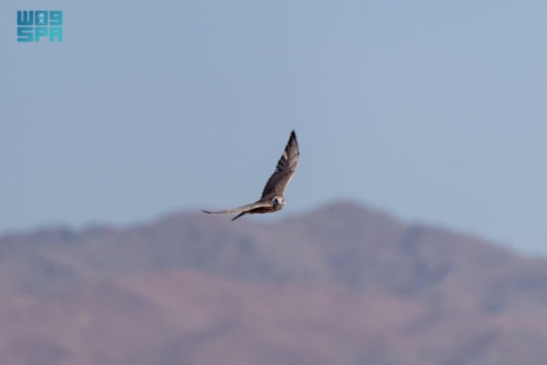 برنامج-«هدد»-
يطلق-الدفعة-الأخيرة-من-الصقور-لعام-2026