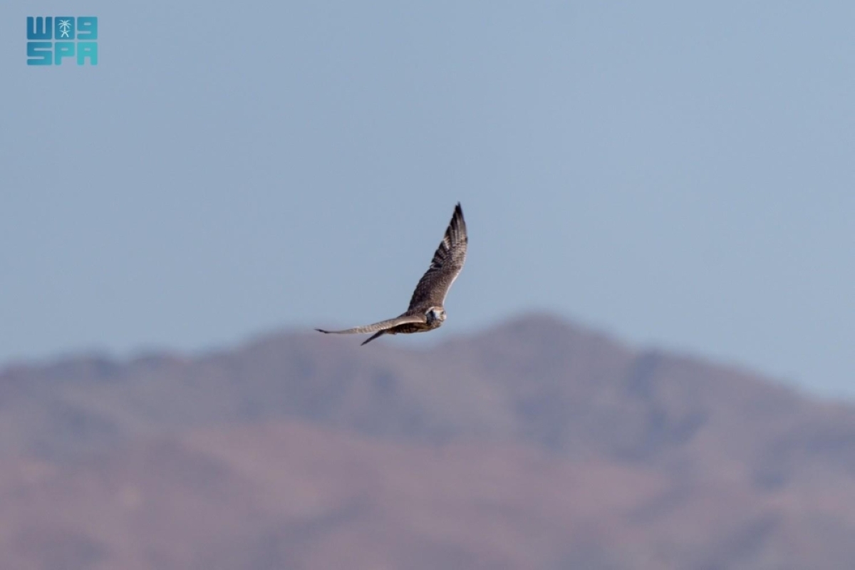 برنامج-«هدد»-
يطلق-الدفعة-الأخيرة-من-الصقور-لعام-2026