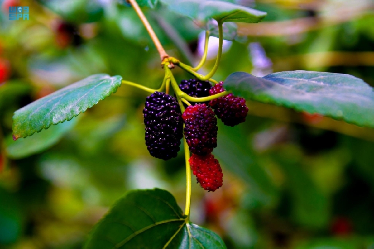 «التوت-الحساوي»-
محصول-زراعي-موسمي-وقيمة-غذائية-واقتصادية