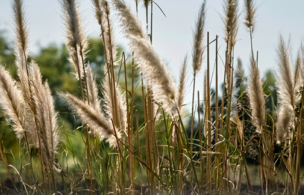 حماية-للمحاصيل.-استراتيجية-جديدة-من-”وقاء“-لمكافحة-نبتة-«اللصيق»