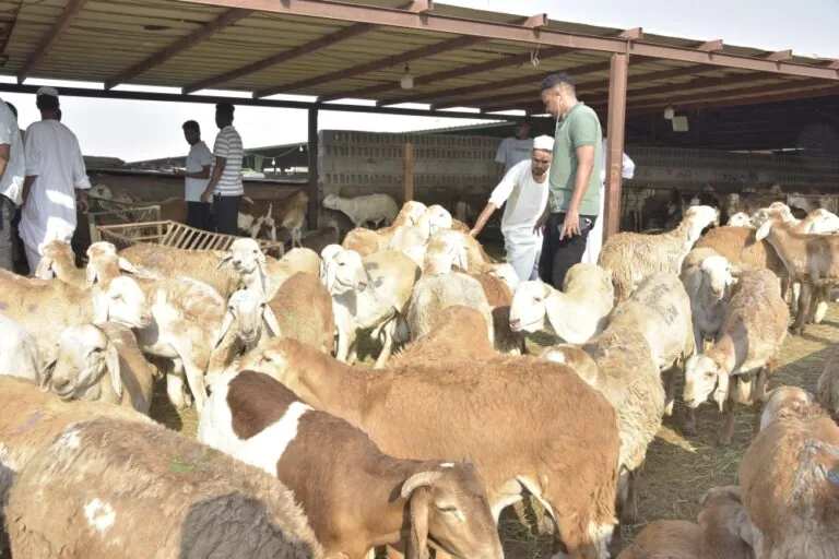ارتفاع-أسعار-الأغنام-في-السعودية-خلال-شهر.-وانخفاض-«الأعلاف»