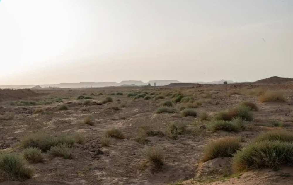 أودية-وشِعاب-الجوف-تتزيّن-بالقيصوم-والشيح-في-مشهد-ربيعي-آسر