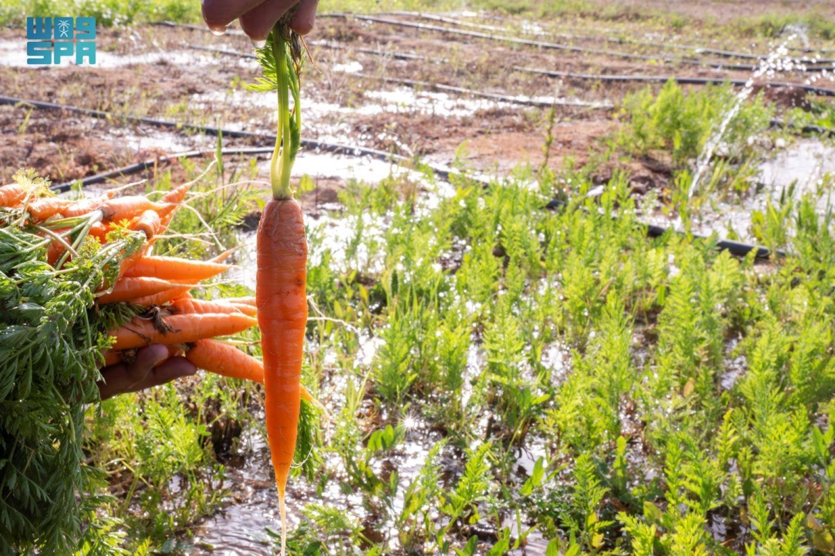 مزارع-الجوف-تتوسع-في-زراعة-الجزر.-والأهالي-يعززون-تنوع-الإنتاج-الزراعي