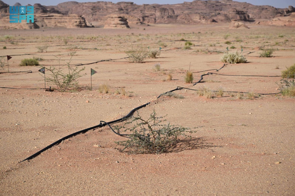 مشتل-وبنك-بذور-العلا-يعززان-الاستعادة-البيئية-بأكثر-من-500-نوع-نباتي