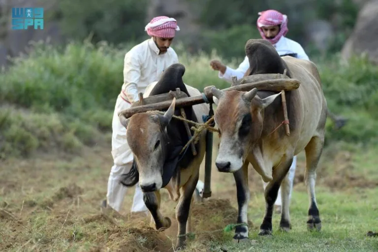 الزراعة-في-عسير.-تنوع-جغرافي-يعزز-الإنتاج-ويواكب-مستهدفات-الاستدامة