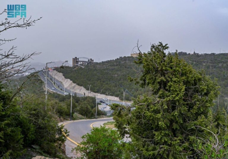 أشجار-«العرعر»-ثروة-وطنية-وملاذ-آمن-للحياة-البرية-في-الباحة