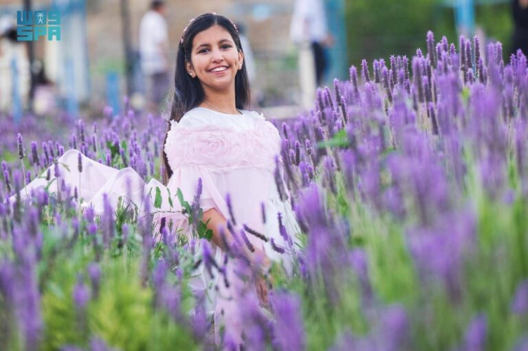 «نبات-اللافندر»-بالطائف.-يفتح-آفاقا-استثمارية-وسياحية-جديدة