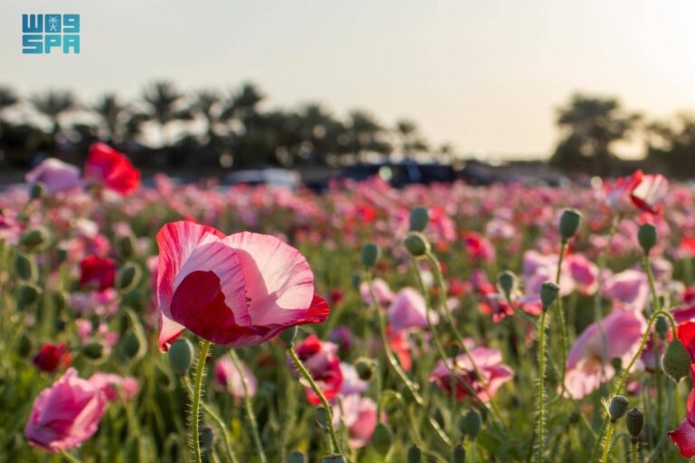«الديدحان»-يلون-صحاري-الجوف-بالأحمر-ويعزز-جاذبية-الربيع-الطبيعي