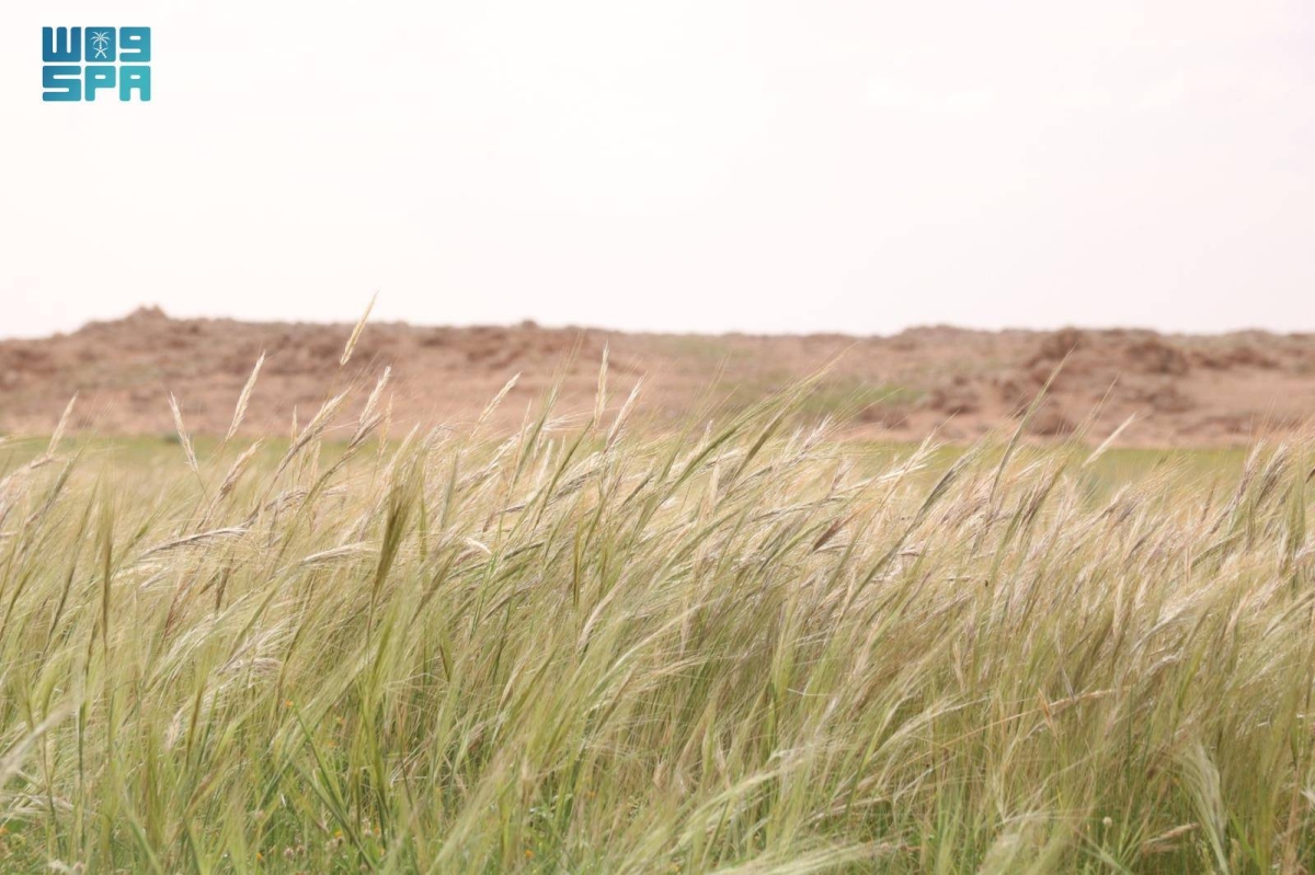 «سافانا-الصحراء».-الصمعاء-ترسم-ملامح-الحياة-المتجددة-وتعكس-ثراء-الغطاء-النباتي