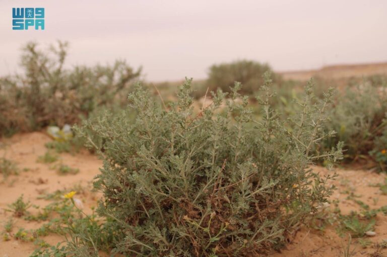 أم-الأعشاب.-كنز-بيئي-متجدد-يعزز-تنوع-الغطاء-النباتي-في-براري-رفحاء