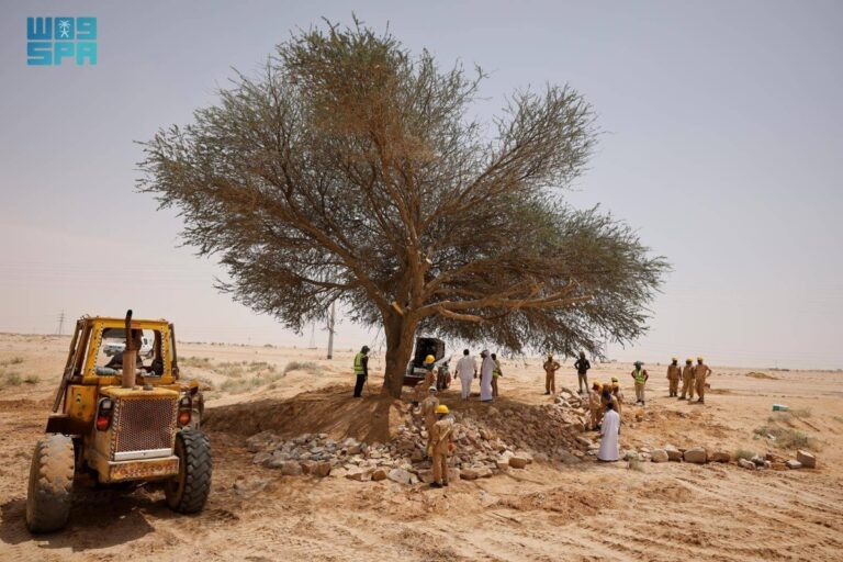 مركز-«الغطاء-النباتي»-يعيد-تأهيل-شجرة-طلح-معمرة-في-الدوادمي