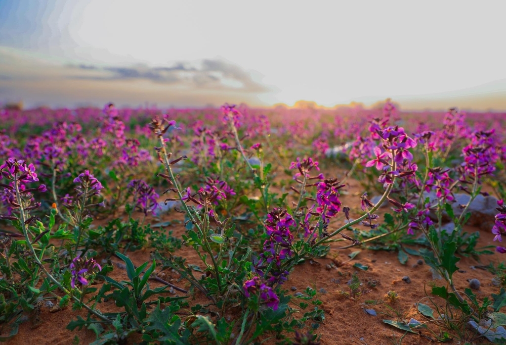 “الغطاء-النباتي”-يوقع-عقودًا-استثمارية-لتطوير-3-متنزهات-وطنية