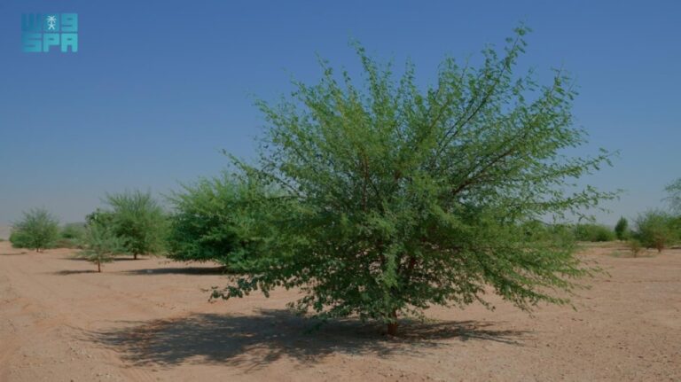 محمية-الملك-عبدالعزيز-الملكية-تؤهل-+60%-
من-أول-مليون-هكتار-من-أراضي-الغطاء-النباتي