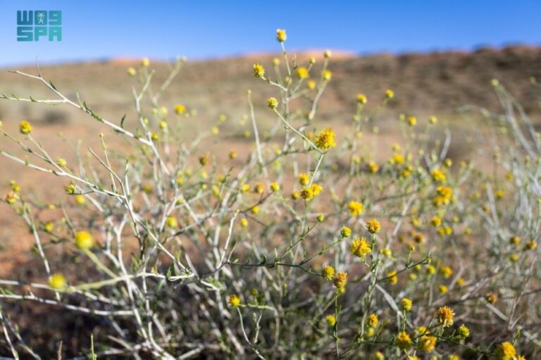 الأمطار-تبرز-الغطاء-النباتي-والتنوع-البيئي-بمنطقة-القصيم