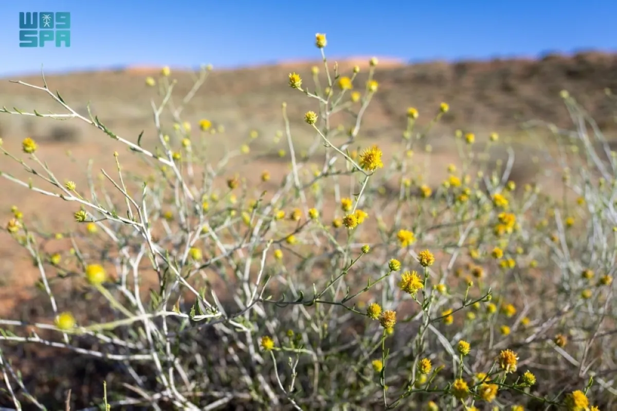 الأمطار-تبرز-الغطاء-النباتي-والتنوع-البيئي-بمنطقة-القصيم