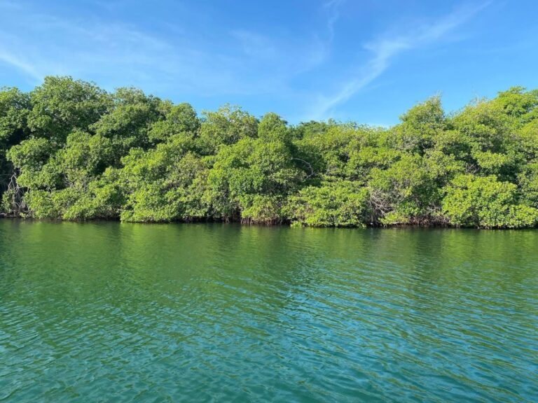 علماء-«كاوست»-يدرسون-تطوير-إنزيمات-لتحليل-البلاستيك-بغابات-المانغروف