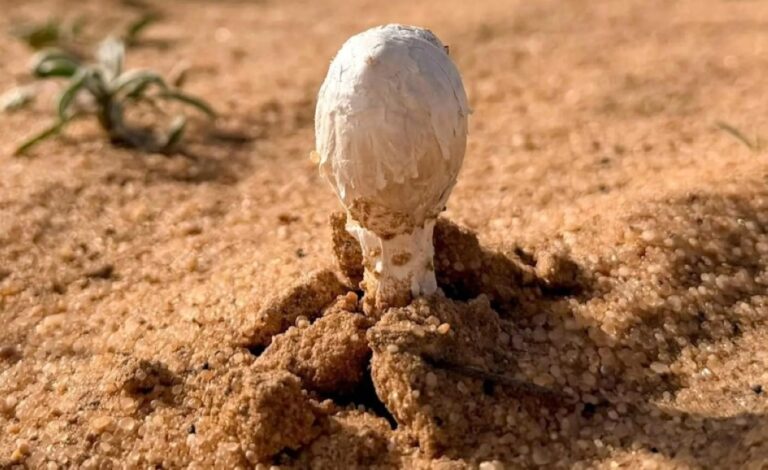 صور.-أجواء-ربيعية-تنعش-هواية-البحث-عن-“العرجون”-في-القصيم