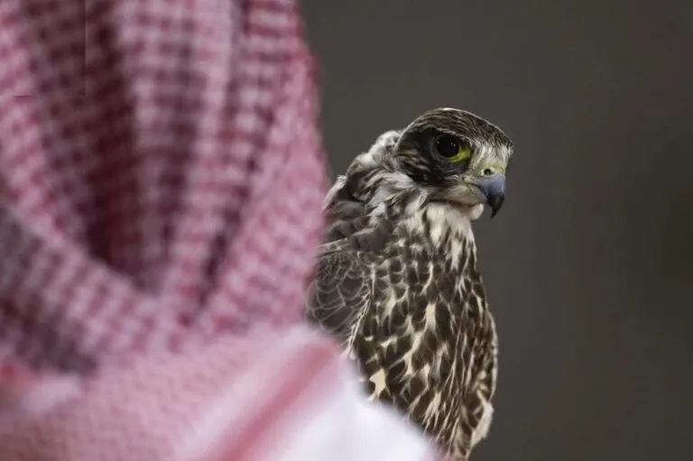 نادي-الصقور-السعودي-يعلن-مواعيد-فعالياته-لعام-2026