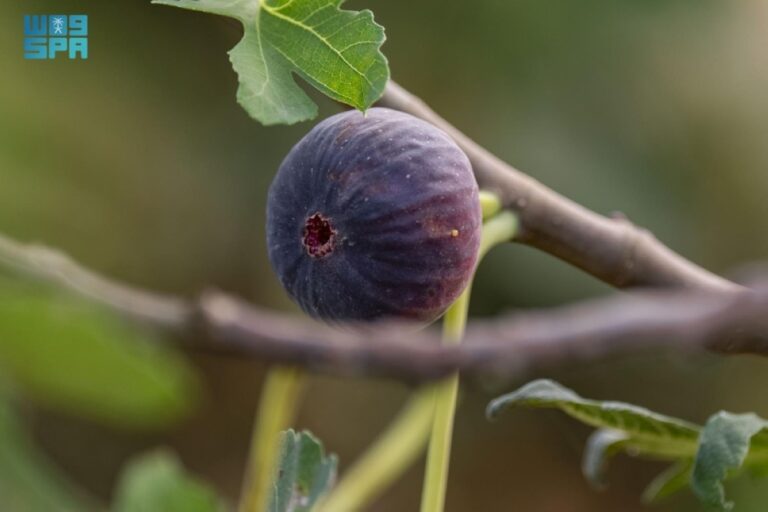 التين-في-جازان.-
ثروة-زراعية-وفرص-تحويلية-تعزز-القيمة-الاقتصادية