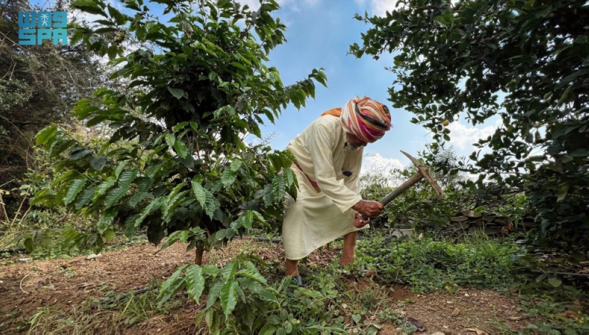 محصول-البن-في-عسير-يتجاوز-82-ألف-كيلو-ويتوسع-زراعيا