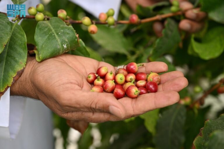 البن-النجراني.-ركيزة-استثمارية-واعدة-تدعم-
الأمن-الغذائي-والاقتصاد-المحلي