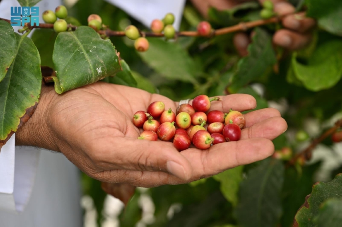 البن-النجراني.-ركيزة-استثمارية-واعدة-تدعم-
الأمن-الغذائي-والاقتصاد-المحلي