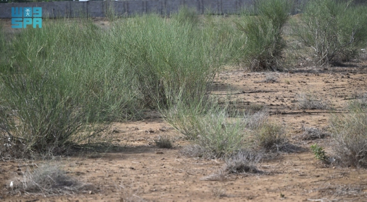 نبات-المرخ.-مكون-طبيعي-
في-جازان-يجمع-بين-القيمة-البيئية-والإرث-الشعبي