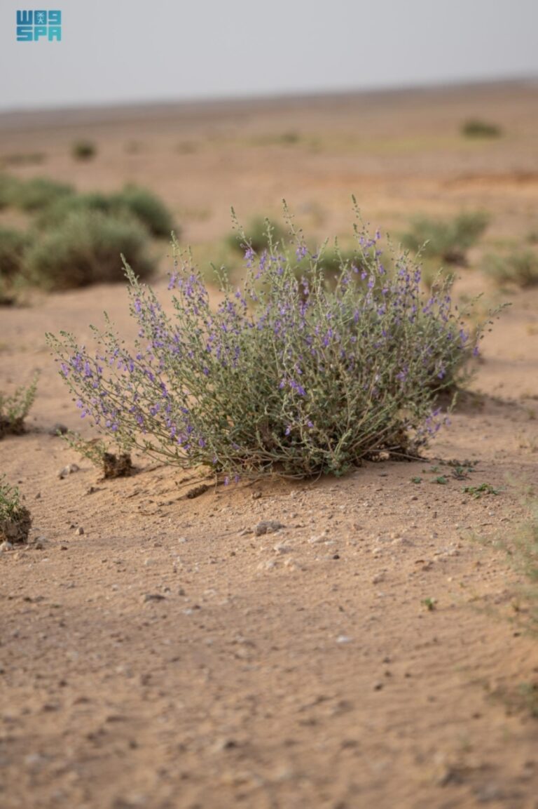 نبات-«العهين»-يرسم-
لوحة-طبيعية-في-القرية-جنوب-شرق-عرعر