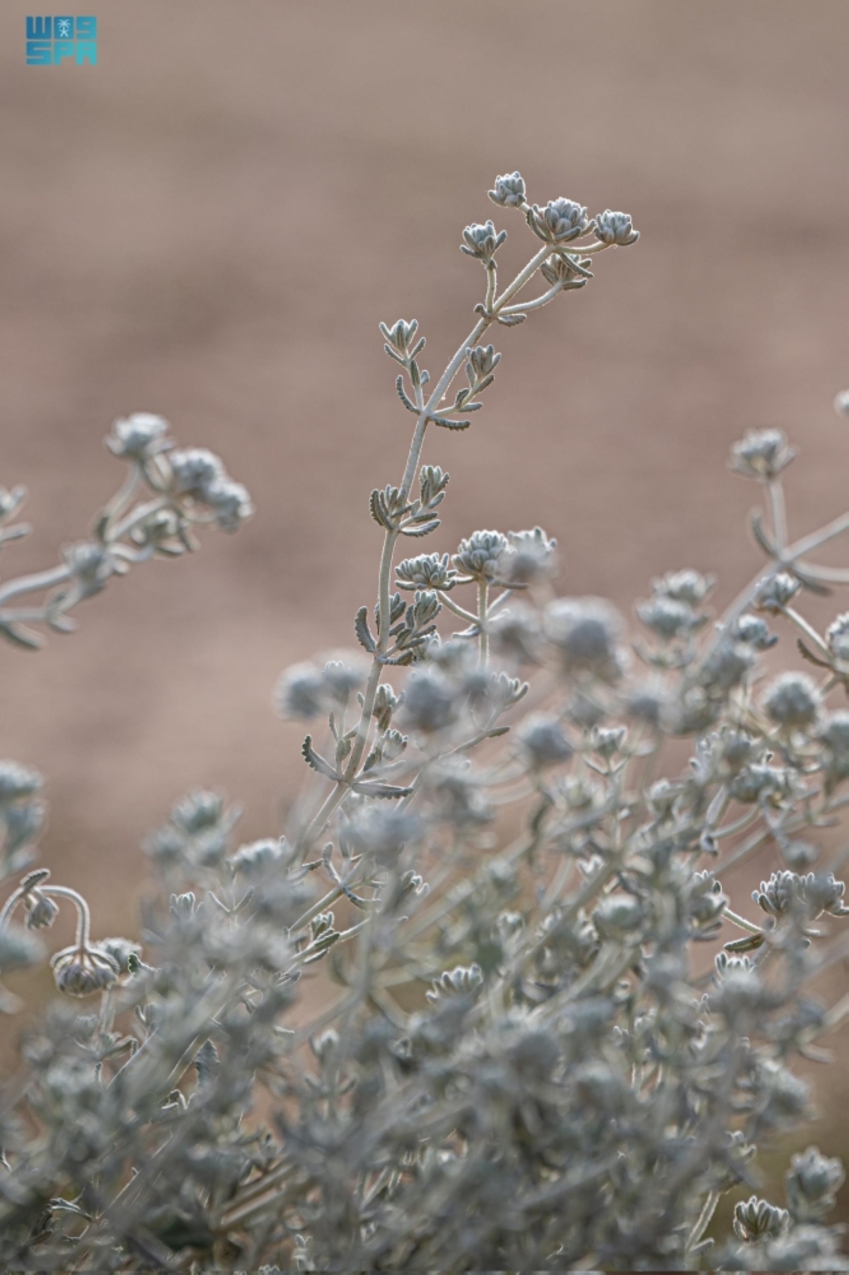نبات-«الجعدة»-يبرز-ثراء-التنوع-النباتي-في-الحدود-الشمالية