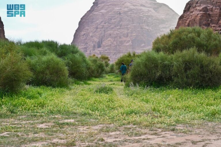 «النجيلة»-فيضة-ربيعية-بمنطقة-تبوك-تجذب-الأهالي-والزوار