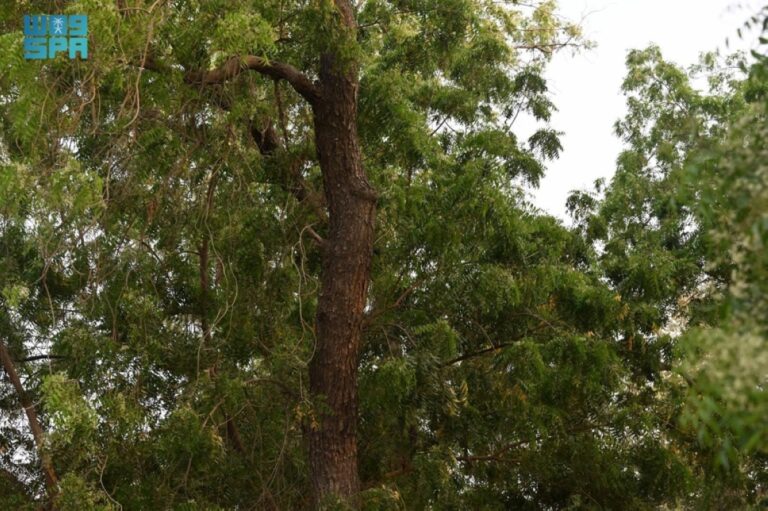 أشجار-النيم-في-جازان.-
ظلال-تعزز-الاستدامة-وتدعم-جودة-الحياة