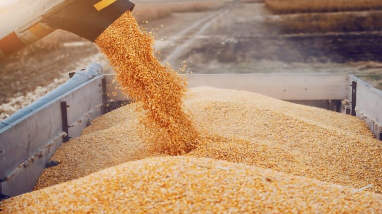 «الأمن-الغذائي»-ترسي-الدفعة-الثالثة-من-القمح-المستورد-بكمية-985-ألف-طن