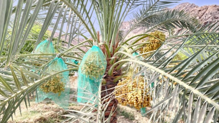 “النخيل-والتمور”:-ارتفاع-قيمة-صادرات-التمور-إلى-مملكة-هولندا