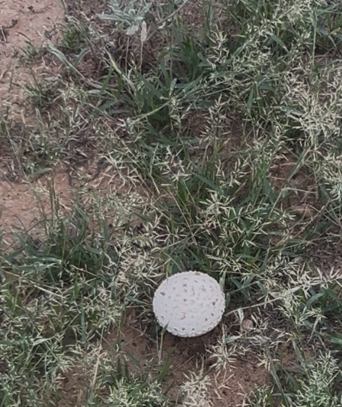 فحص-مخبري-يؤكد-خطورة-استهلاك-بعض-أنواع-الفطر-البري-بعد-الأمطار