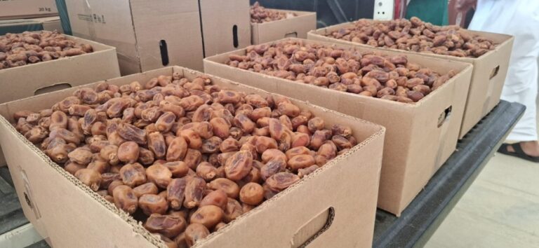 ارتفاع-صادرات-التمور-السعودية-إلى-الصين-بنسبة-39%-مقارنةً-بعام-2024م