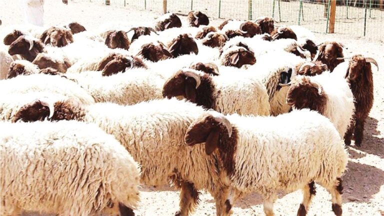 عبور-مباشر-للأغنام-من-سوريا-إلى-السعودية.-مسار-جديد-يعزز-الإمدادات