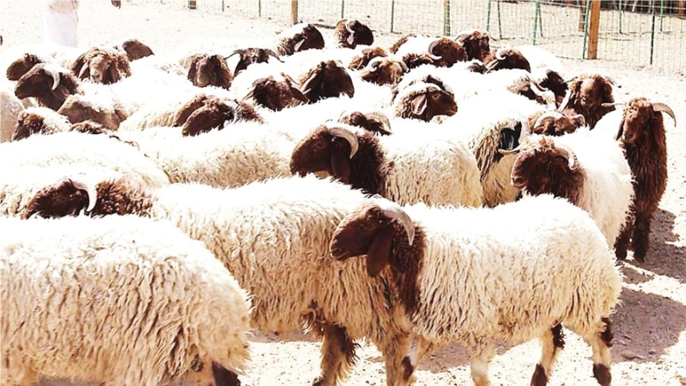 عبور-مباشر-للأغنام-من-سوريا-إلى-السعودية.-مسار-جديد-يعزز-الإمدادات