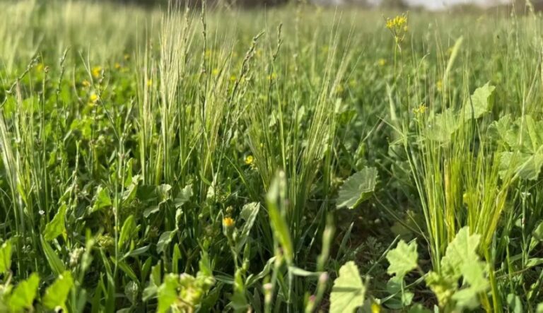 صور | متنزه أم العصافير برفحاء.. وجهة الربيع لعشاق الطبيعة