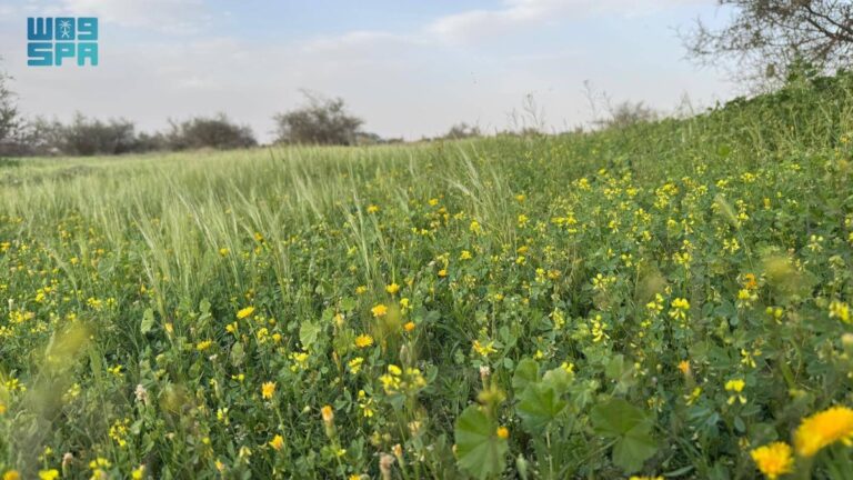 متنزه-أم-العصافير-البري-برفحاء.-سنابل-وزهور-ربيعية-ترسم-مشهدا-متكاملا