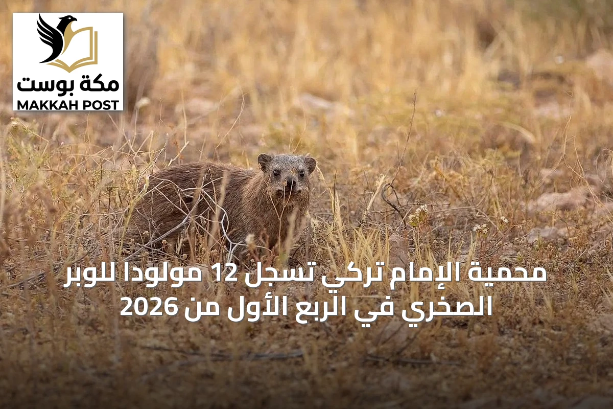 محمية الإمام تركي تسجل 12 مولوداً للوبر الصخري في الربع الأول من 2026