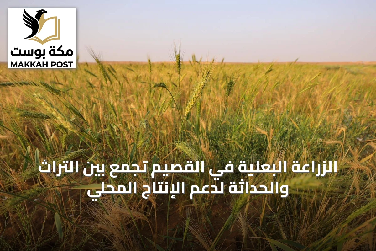 الزراعة البعلية في القصيم تجمع بين التراث والحداثة لدعم الإنتاج المحلي