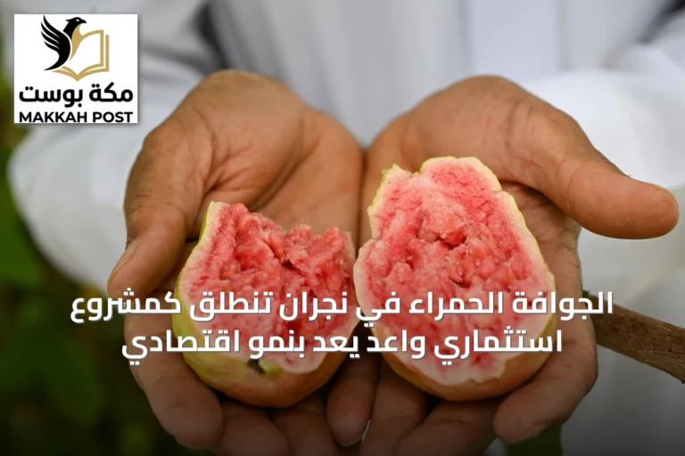 الجوافة الحمراء في نجران تنطلق كمشروع استثماري واعد يَعِدُ بنمو اقتصادي